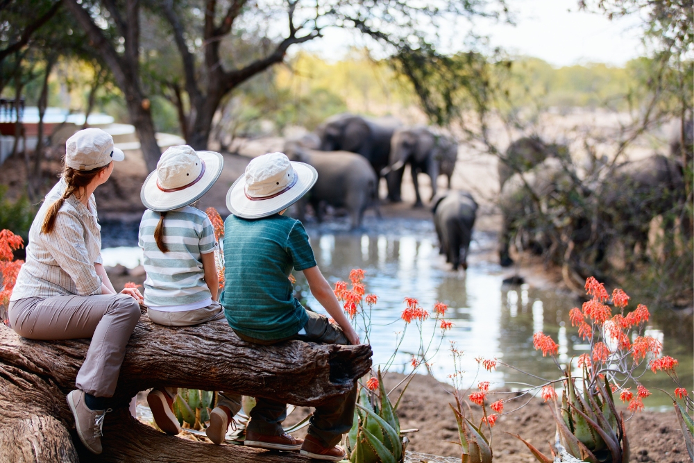 what not to do in a safari