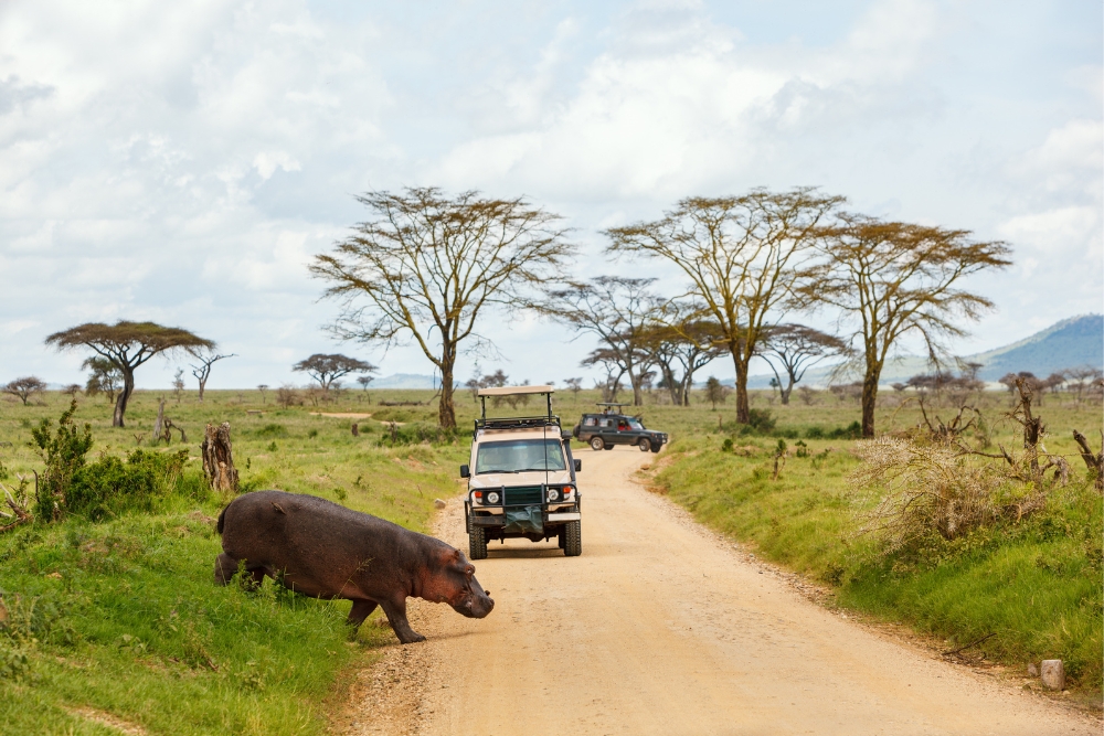 what not to do in a safari