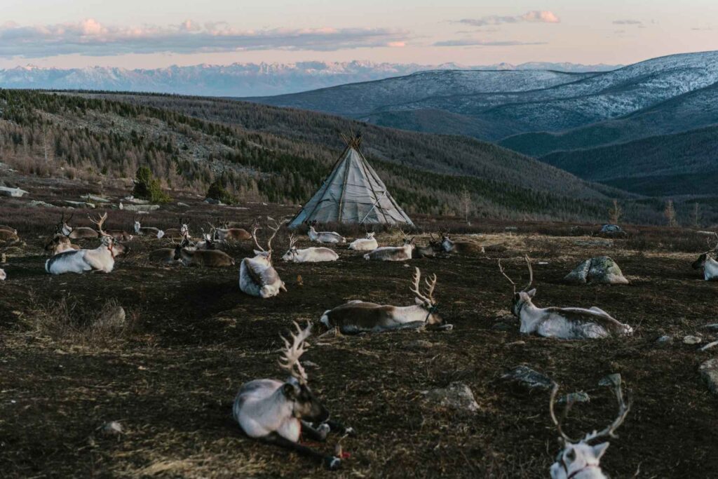 Reindeer Herders in Mongolia 