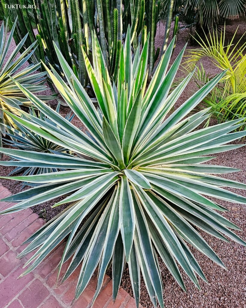 Majorelle Gardens 