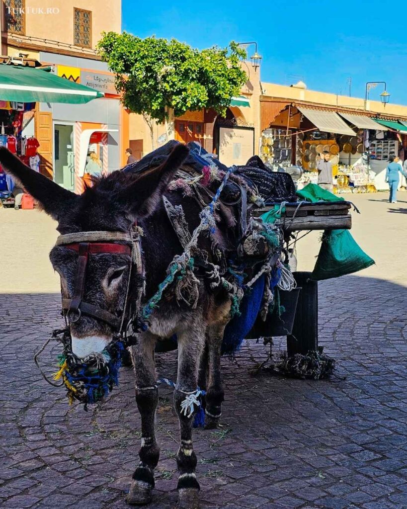 Marrakech medina (5)